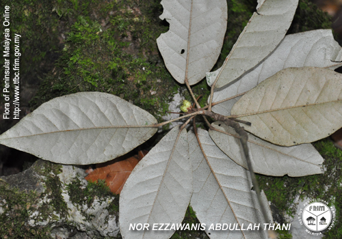 Croton cascarilloides